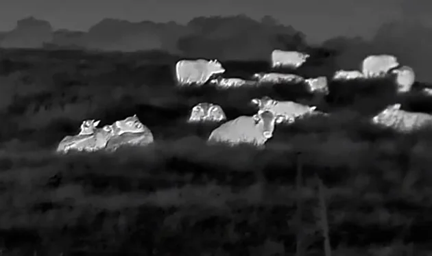 Termisk billede af en flok dyr i mørke taget med ATN BlazeTrek-625 Gen 6