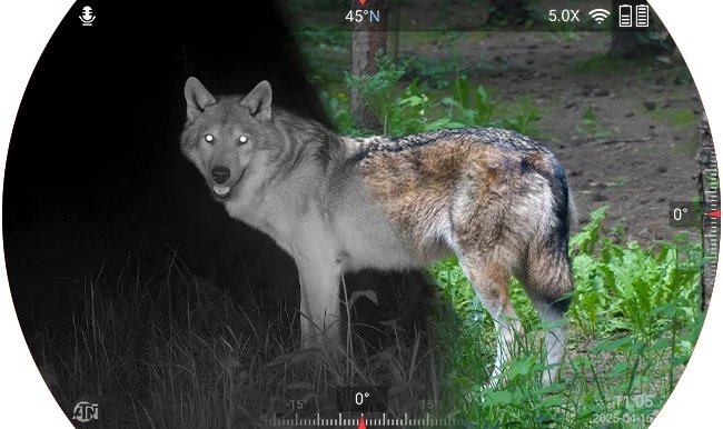 Delt billede gennem ATN BinoX 6 Dual af en ulv i en skov med sort-hvid natkikkert til venstre og lyssvagt farvebillede i tusmørketilstand til højre